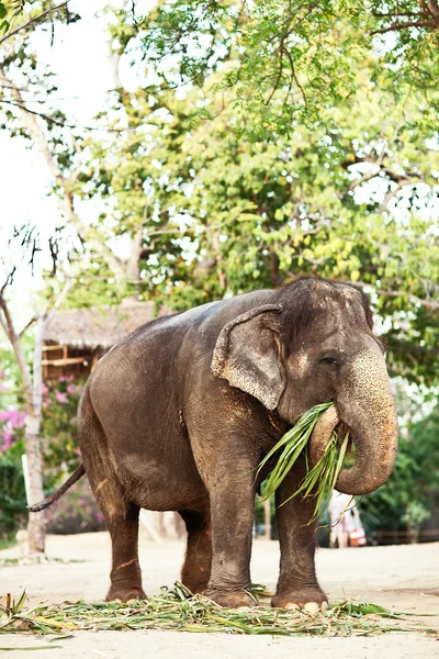 象はタイで地面の草を食べる — ストック写真