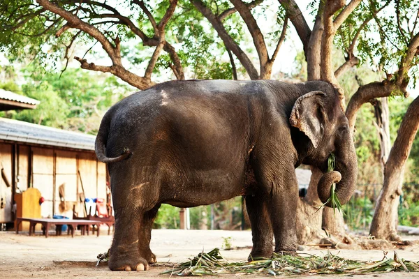 Elefant frisst Gras vom Boden in Thailand — Stockfoto