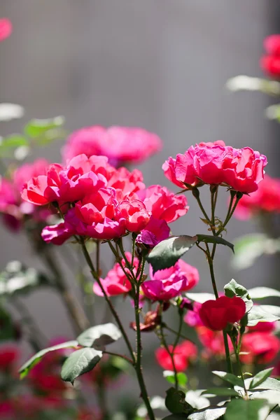 Rosen. Blumen anbauen — Stockfoto