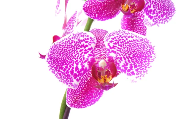 Branch of violet orchid,isolated — Stock Photo, Image