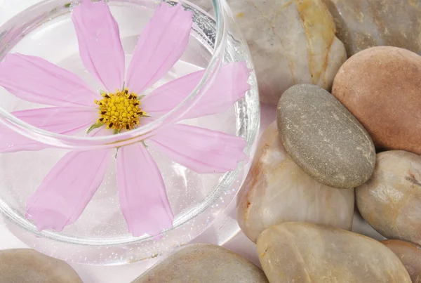 Flower and stones — Stock Photo, Image