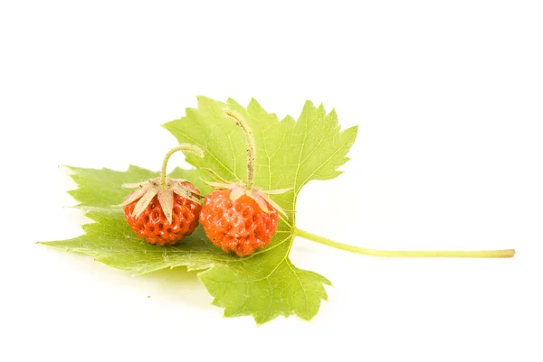 Vers en smakelijk aardbeien geïsoleerd op witte achtergrond — Stockfoto