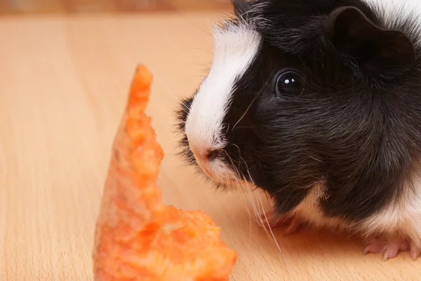 Маленькая морковная свинка ест морковку. — стоковое фото