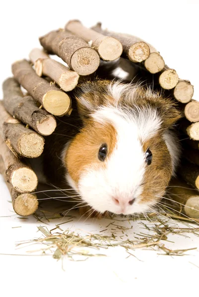 Guinea Pig — Stock Photo, Image