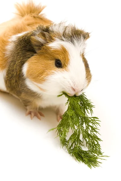 Guinea Pig — Stock Photo, Image