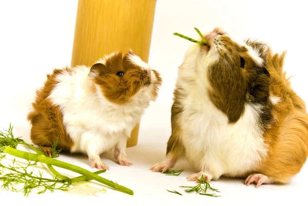 Guinea Pig — Stock Photo, Image