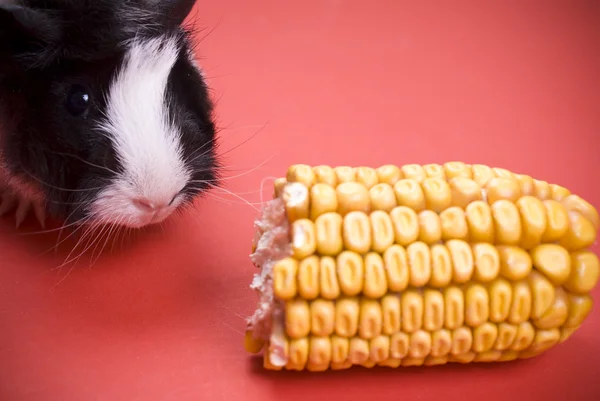 Weinig cavia eten maïs — Stockfoto