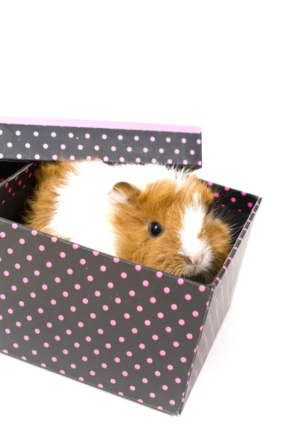 Guinea Pig — Stock Photo, Image