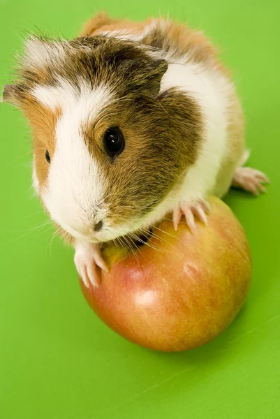 Guinea Pig with apple — Stock Photo, Image