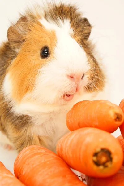 Guinea Pig — Stock Photo, Image