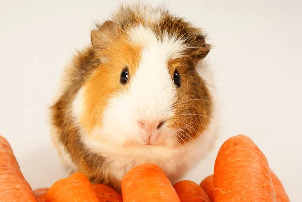 Gris från Guinea — Stockfoto