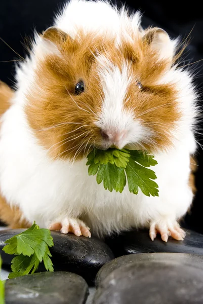 Guinea Pig Stock Picture