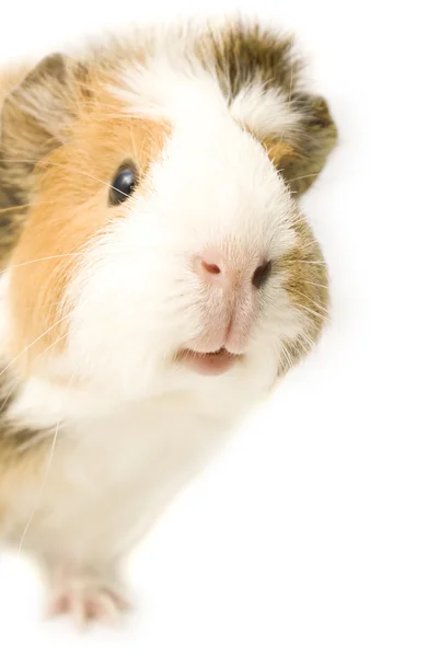 Meerschweinchen Stockfoto