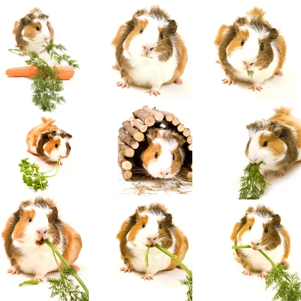 Meerschweinchen Stockbild