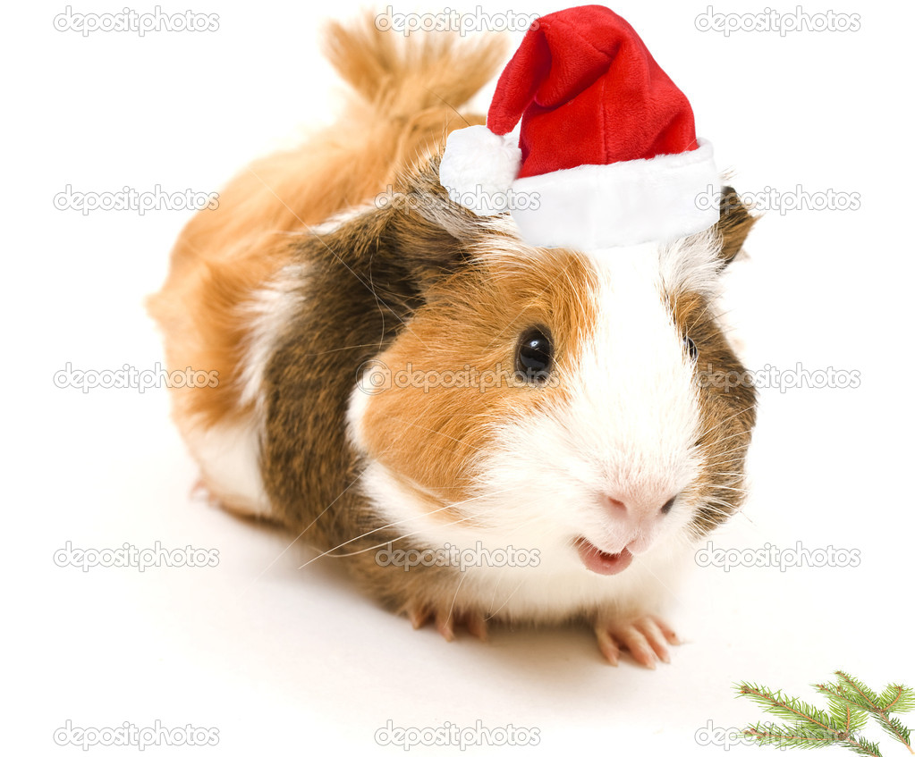 Guinea Pig — Stock Photo © hunor83 19303207