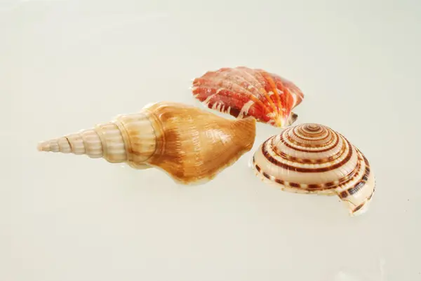 Kagylók — Stock Fotó