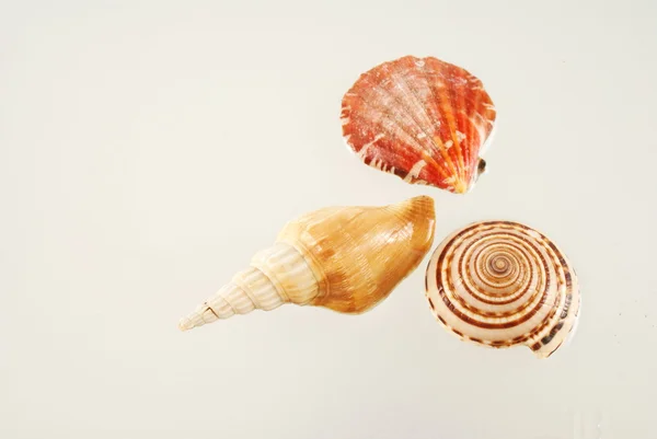 Seashell — Stock Photo, Image