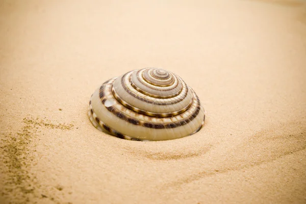 Seashell — Stock Photo, Image