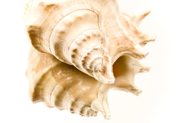 Seashell — Stock Photo, Image