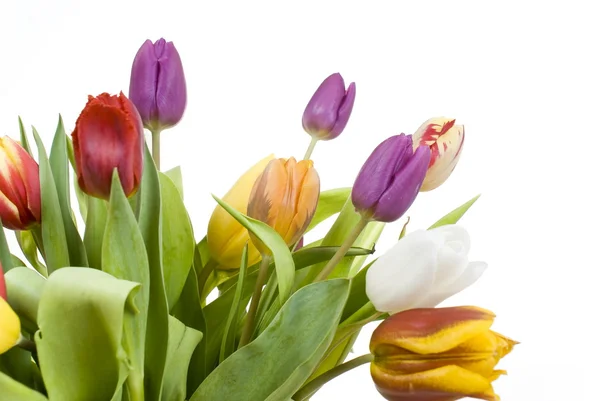 Bouquet Easter tulips as a borde — Stock Photo, Image