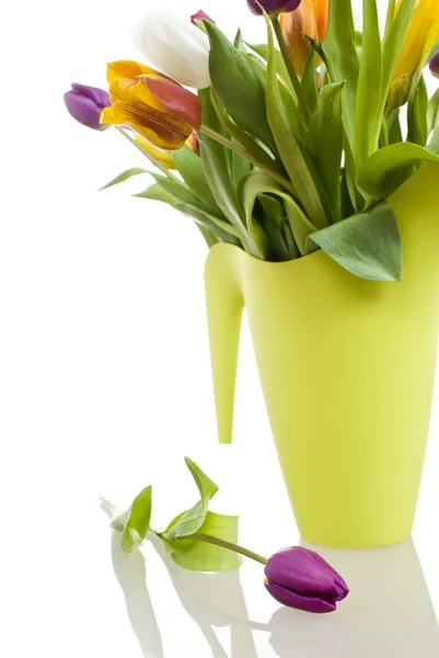 Пасхальный тюльпан — стоковое фото