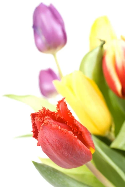 Strauß Ostertulpen — Stockfoto