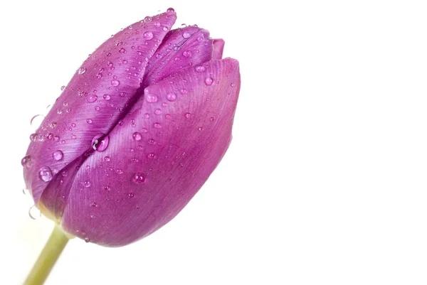 濡れている紫チューリップ — ストック写真