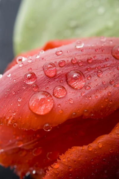 Gotas de água — Fotografia de Stock