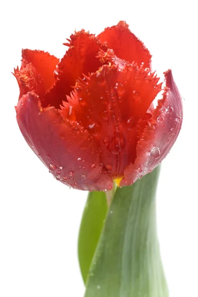 Single red tulip — Stock Photo, Image