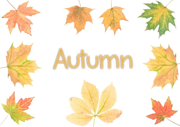 Колекція красивих барвистих осінніх листя ізольовані на білому тлі — стокове фото