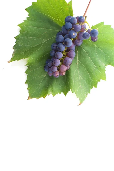 Uva fresca con hojas — Foto de Stock