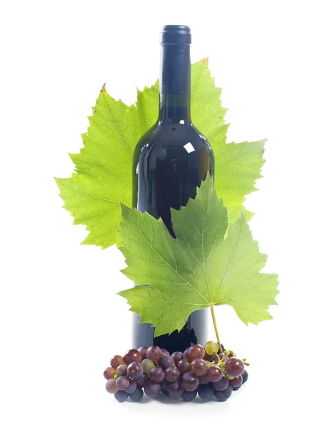 Garrafa de vinho e videira jovem isolado em um fundo branco — Fotografia de Stock