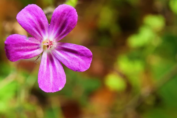 Super makro blomma, selektiv inriktning, grunt djup av fält — Stockfoto