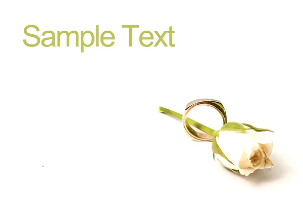 beyaz gül ve beyaz arka plan üzerinde halka