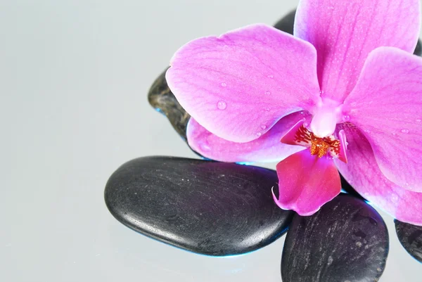 Orchidee — Stockfoto