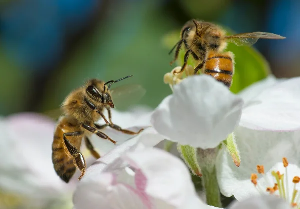 Miele d'api su fiori di mele — Foto Stock