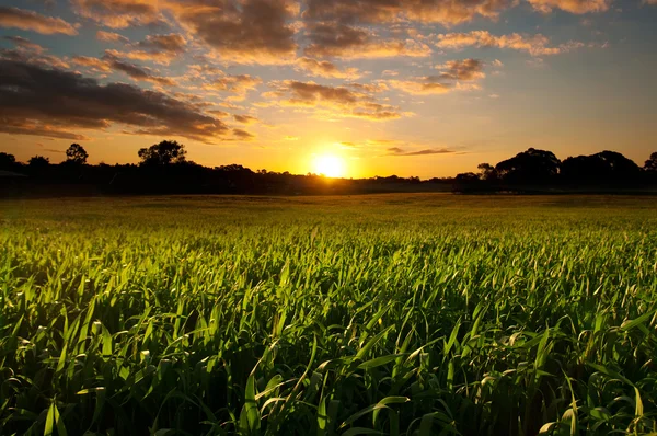 Coucher de soleil sur un champ d'herbe — Photo