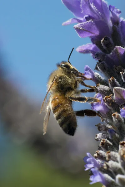 ラベンダーのミツバチ — ストック写真