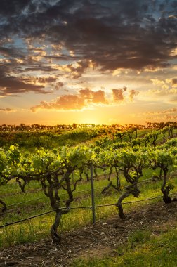 Barossa Vineyards at sunset clipart