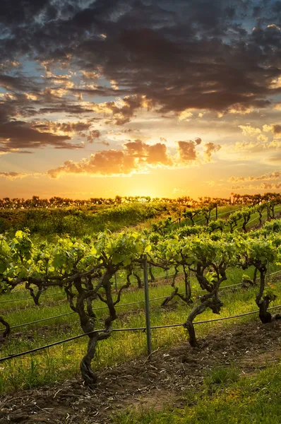 gün batımında Barossa üzüm bağları