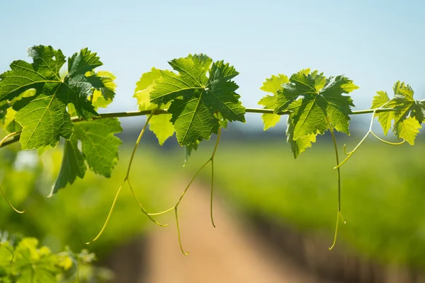 Feuilles de vigne — Photo