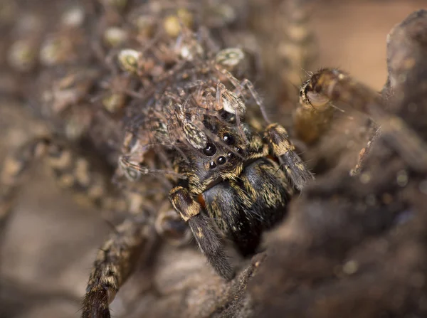 Australian aranha reclusa — Fotografia de Stock