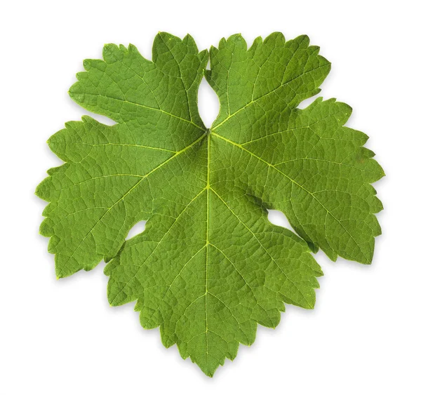 Grape Vine Leaf — Stock Photo, Image