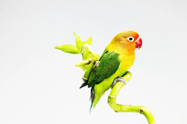 Papuga i Bambus — Zdjęcie stockowe