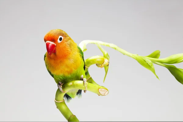 Попугай и счастливый бамбук — стоковое фото