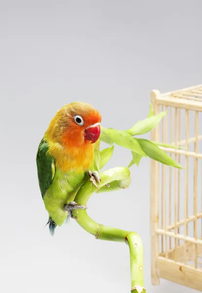 Parrot and lucky bamboo — Stock Photo, Image