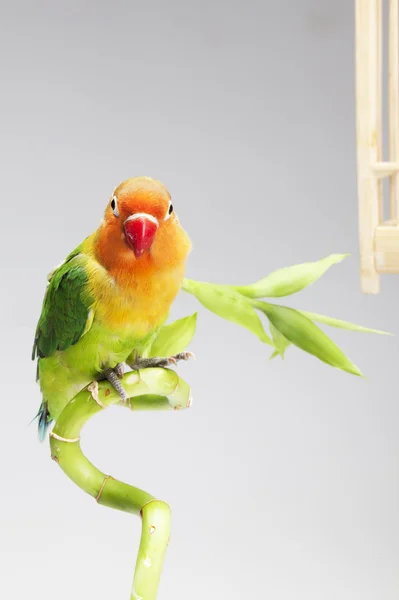 Papagaio e bambu sorte — Fotografia de Stock