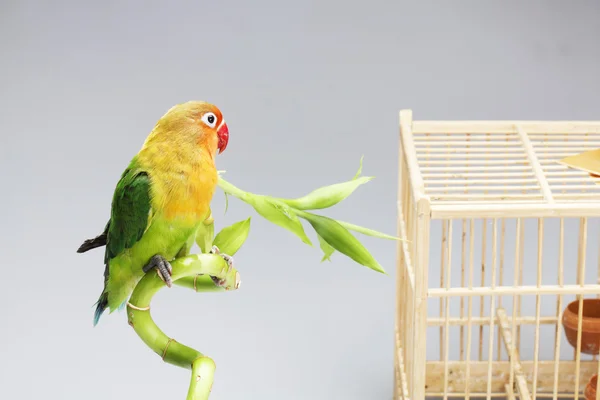 Parrot and lucky bamboo — Stock Photo, Image