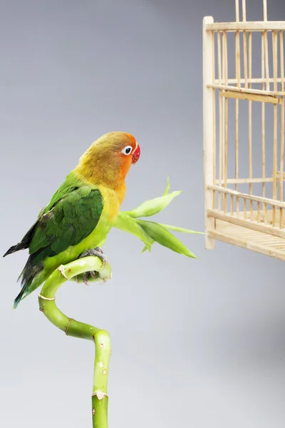 Parrot and lucky bamboo — Stock Photo, Image