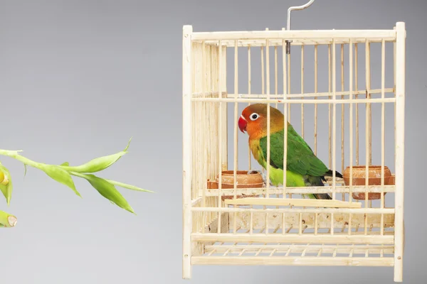 Parrot and lucky bamboo — Stock Photo, Image